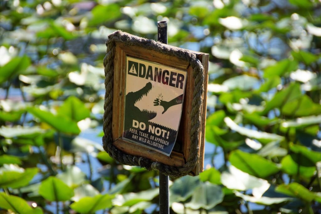 Exploring Miami: Do not feed the alligators!